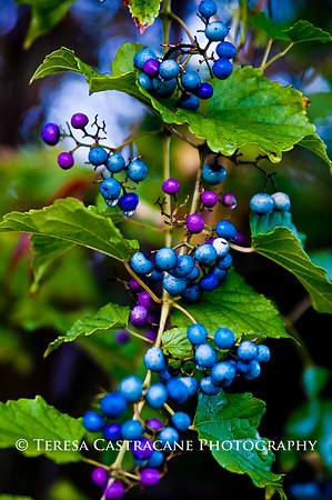 Aquatic Gardens_2