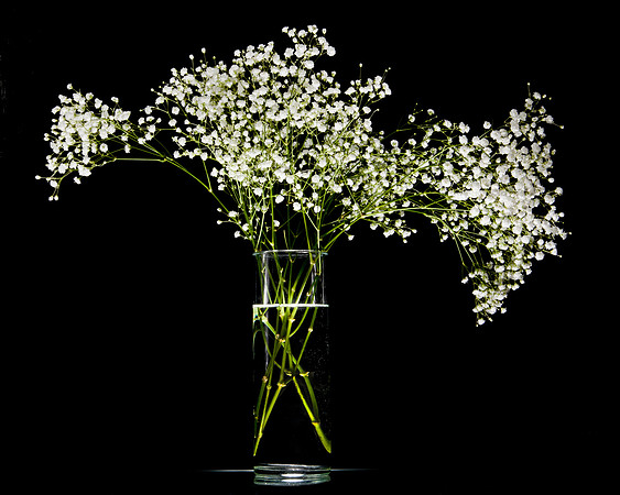 OnBlack_Baby's Breath