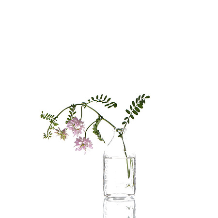 Purple Wildflowers on White