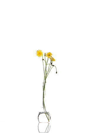 OnWhite_Dandelions