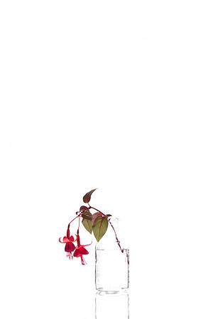 OnWhite_Fuchsia_02